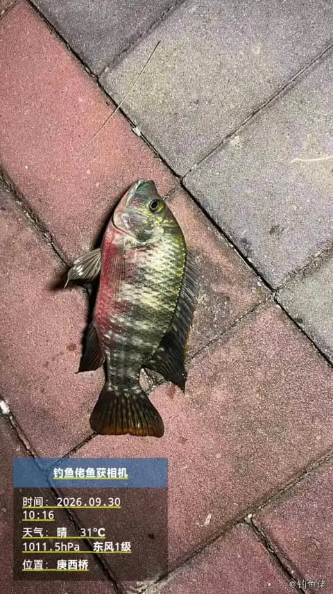 吉利非鲫钓获 0.6kg