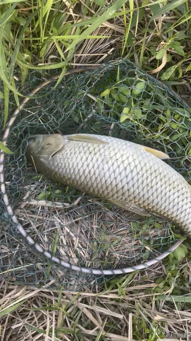 草鱼钓获 2.5kg