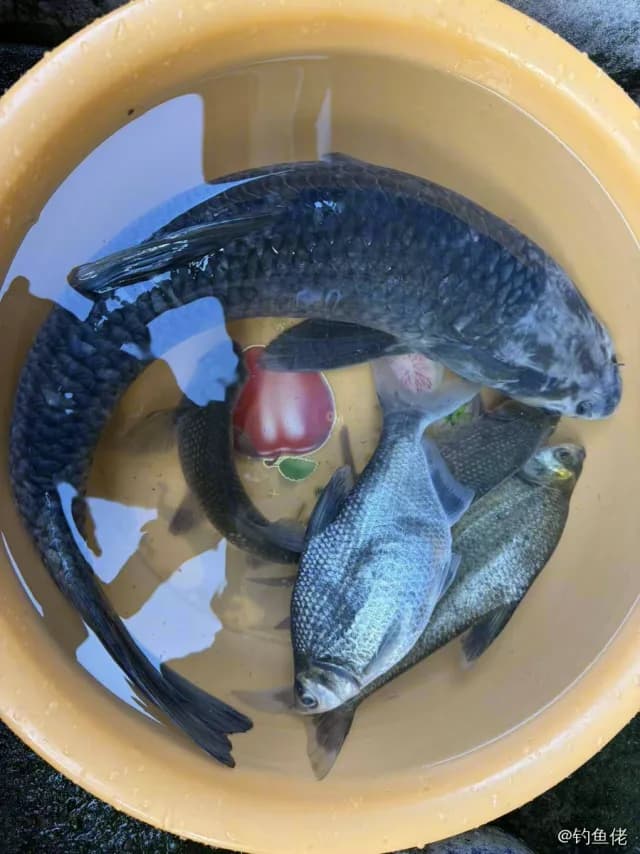 青鱼钓获 4.5kg