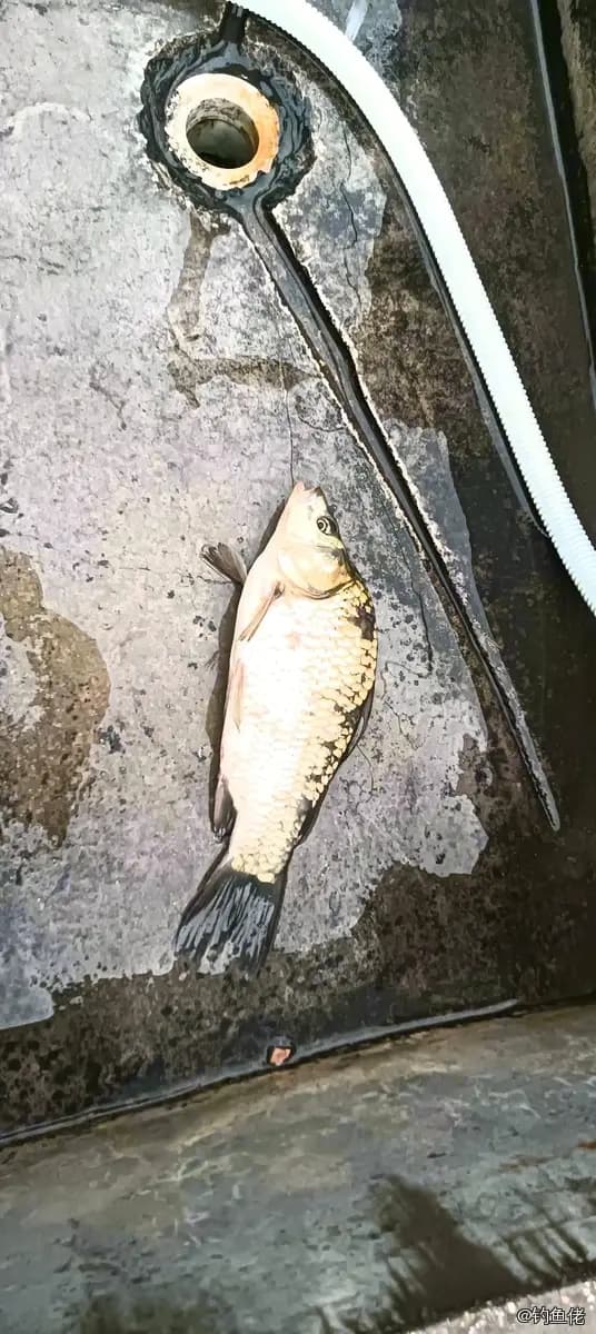 鲫鱼钓获 0.45kg