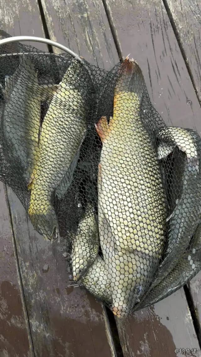 草鱼钓获 2.8kg
