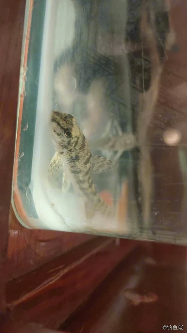 棒花鱼钓获 