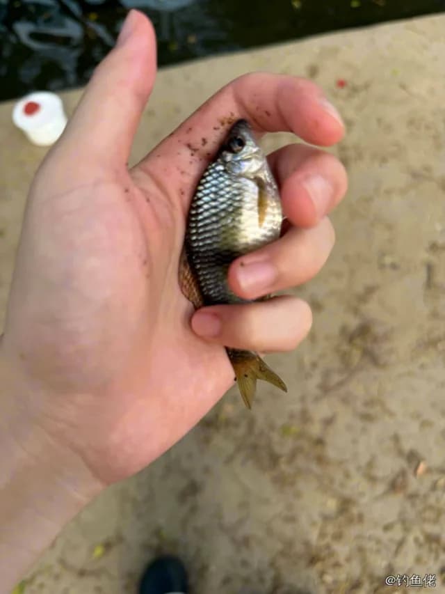 麦穗鱼钓获 