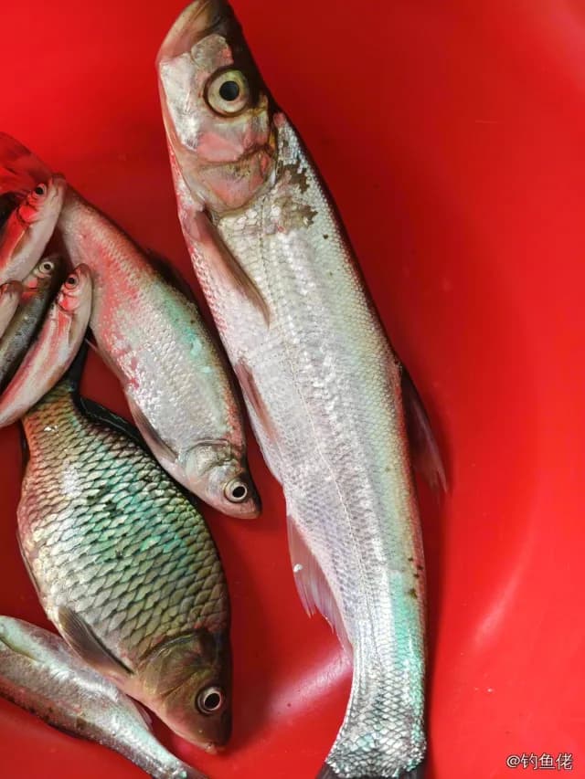 鲤鱼钓获 18kg