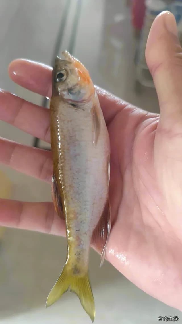 异鱲钓获 