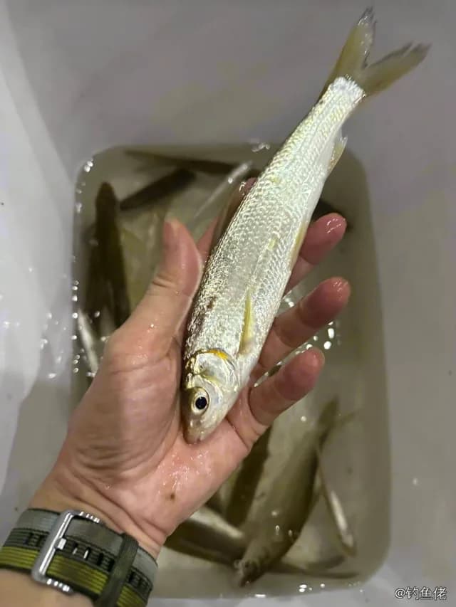 圆吻鲴钓获 0.1kg