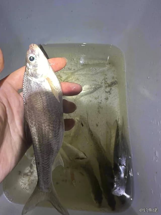 红鳍鲌钓获 0.1kg