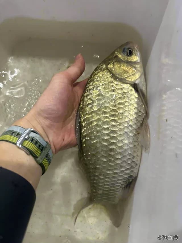 鲫鱼钓获 0.4kg