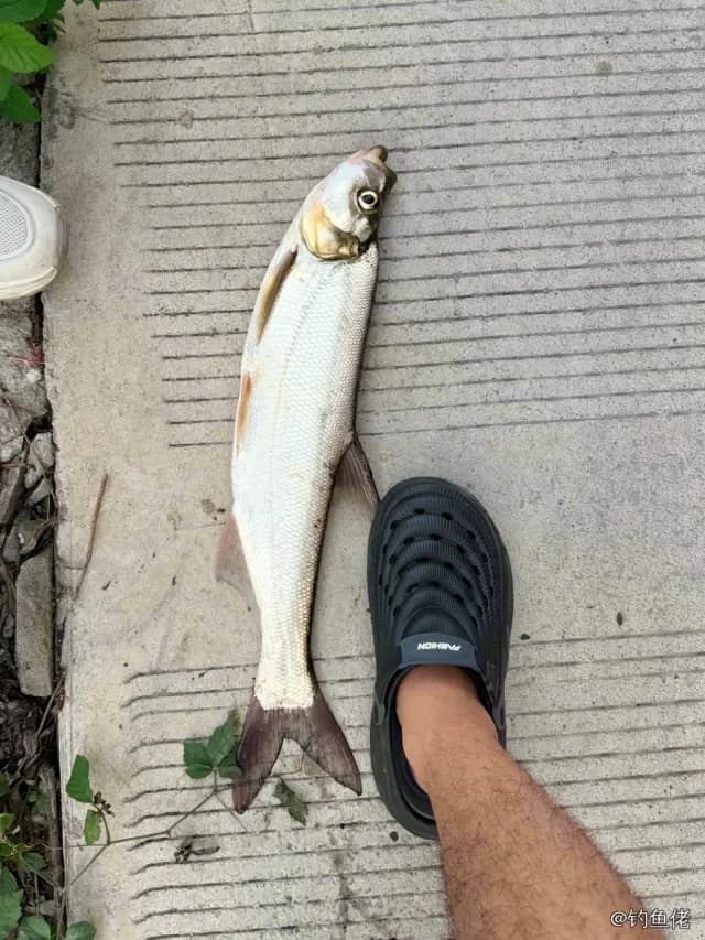 翘嘴鲌钓获 1.9kg