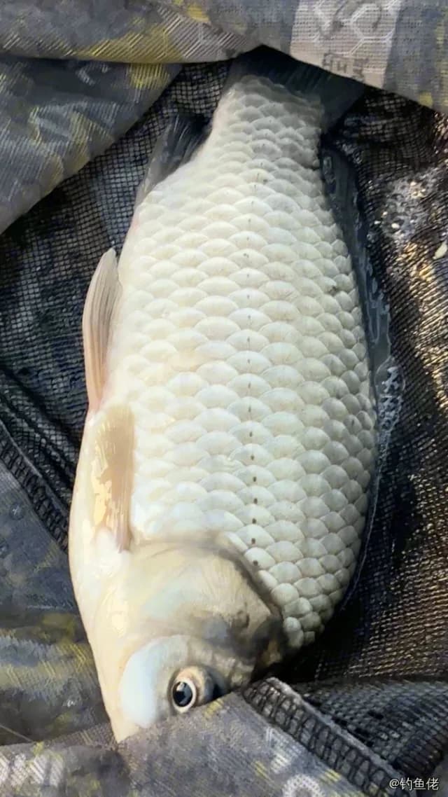 鲫鱼钓获 0.6kg