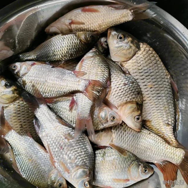 鲫鱼钓获 0.45kg