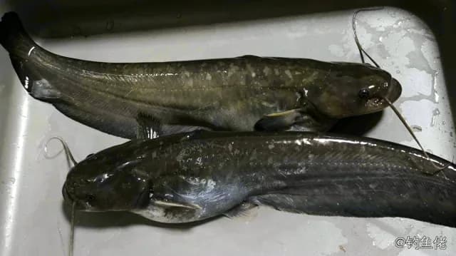 鲶鱼钓获 1kg