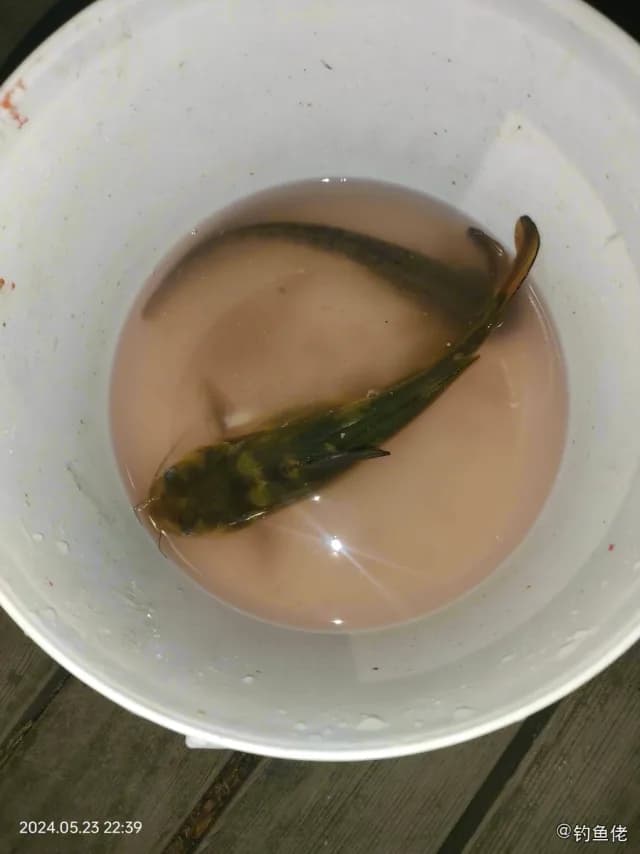 黄颡鱼钓获 0.2kg