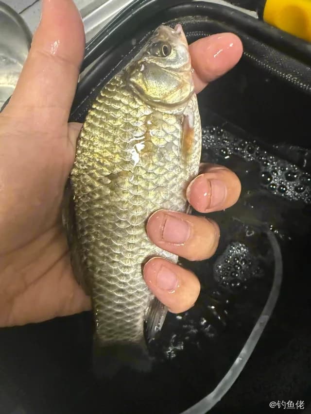 鲫鱼钓获 0.3kg