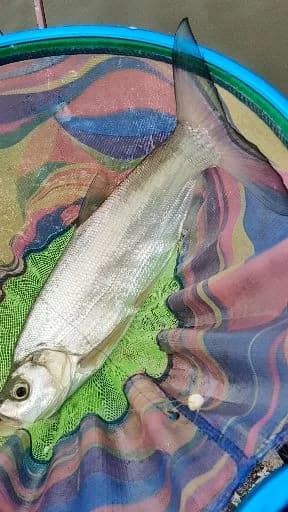 红鳍鲌钓获 2.9kg