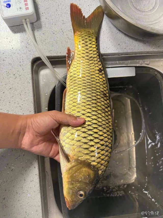 鲤鱼钓获 2kg