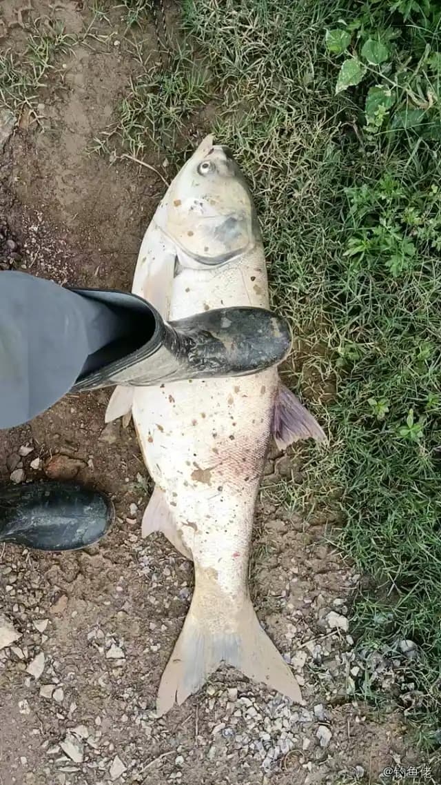 鲢鱼钓获 15.6kg