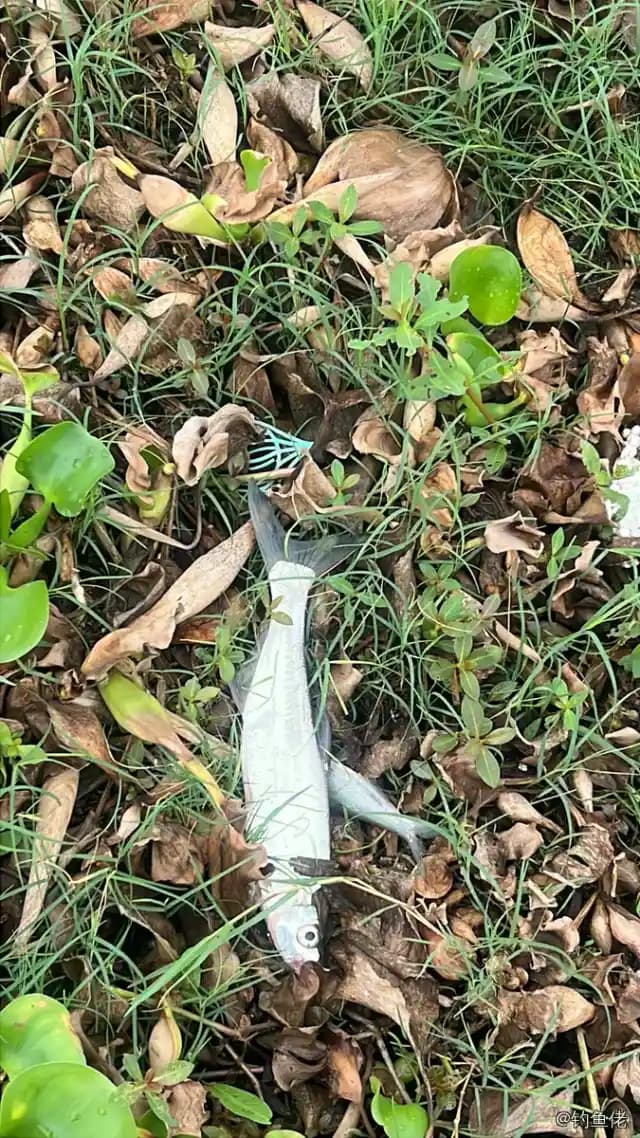 翘嘴鲌钓获 0.5kg