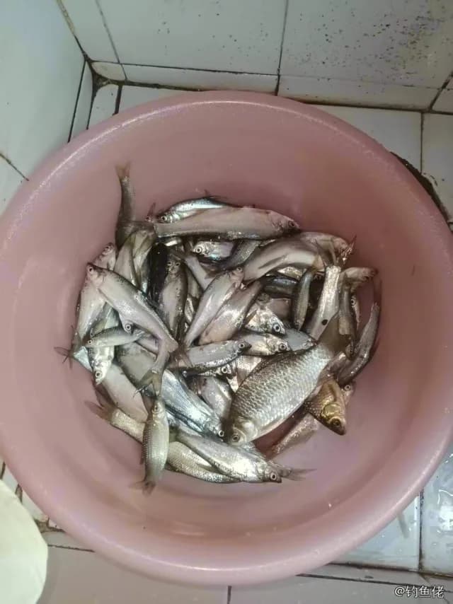 麦穗鱼钓获 0.7kg