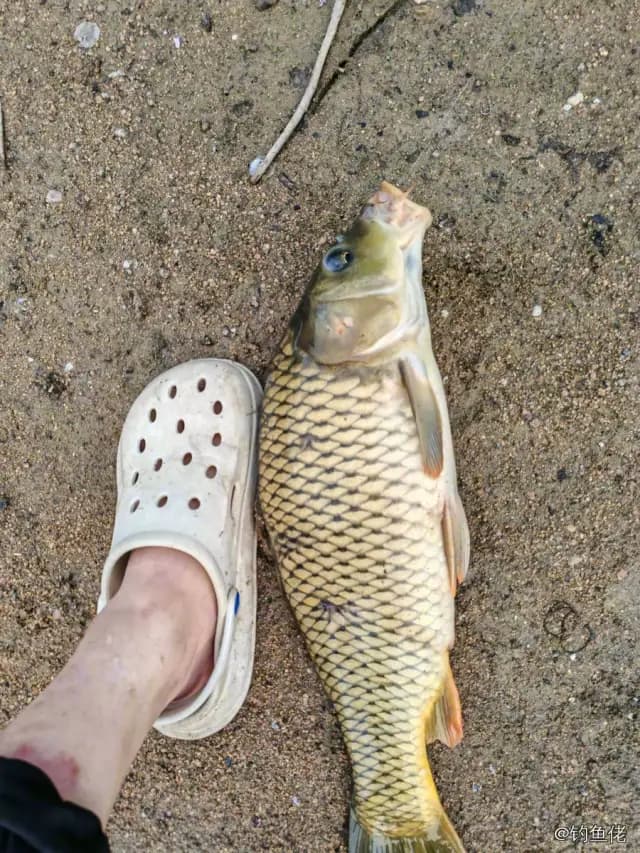 鲤鱼钓获 2.1kg