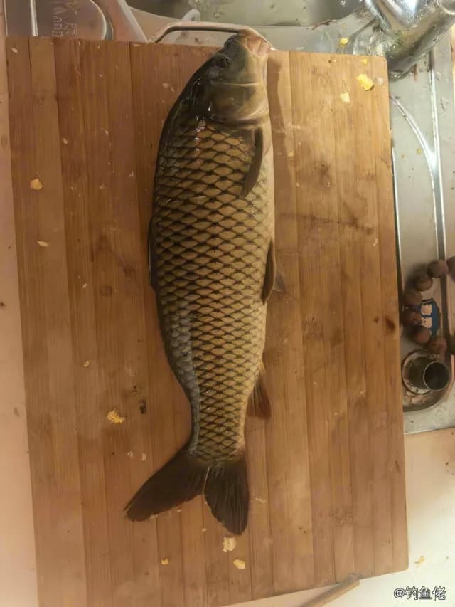 鲤鱼钓获 4kg