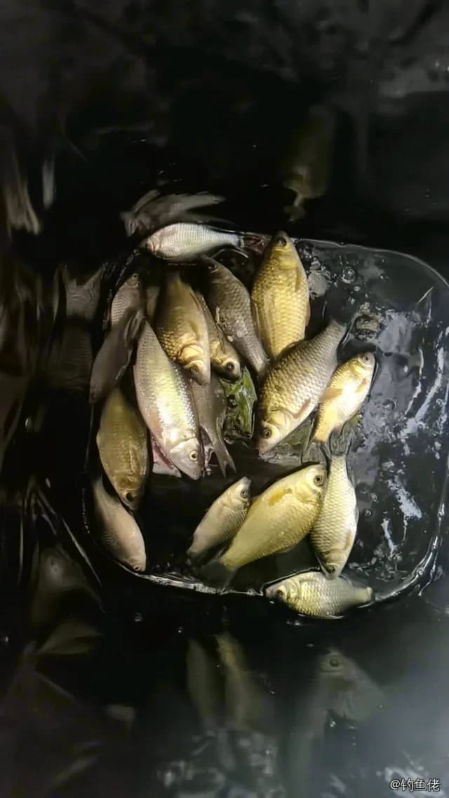 鲫鱼钓获 0.2kg