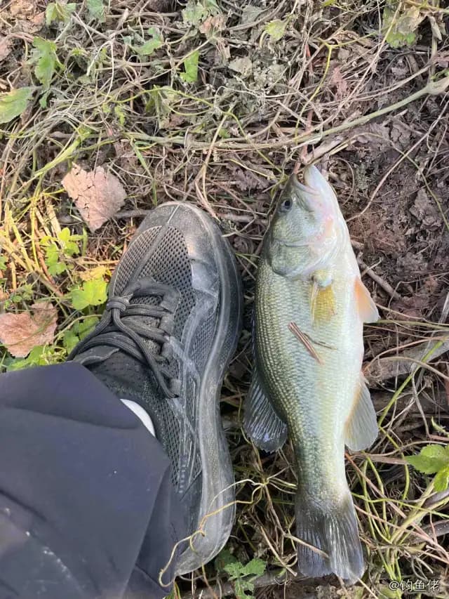 大口黑鲈钓获 0.4kg
