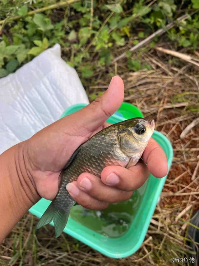 鲫鱼钓获 0.45kg