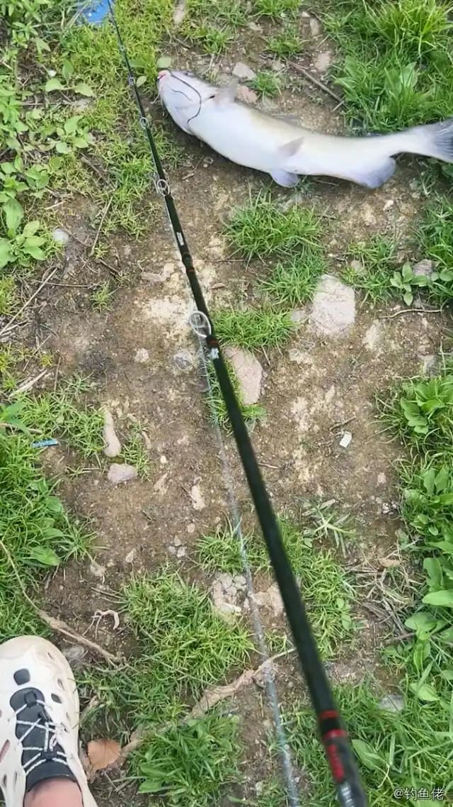 长吻鮠钓获 0.5kg