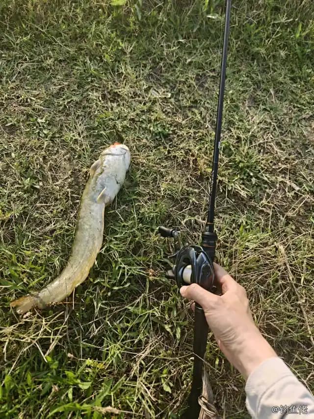 鲶鱼钓获 0.9kg
