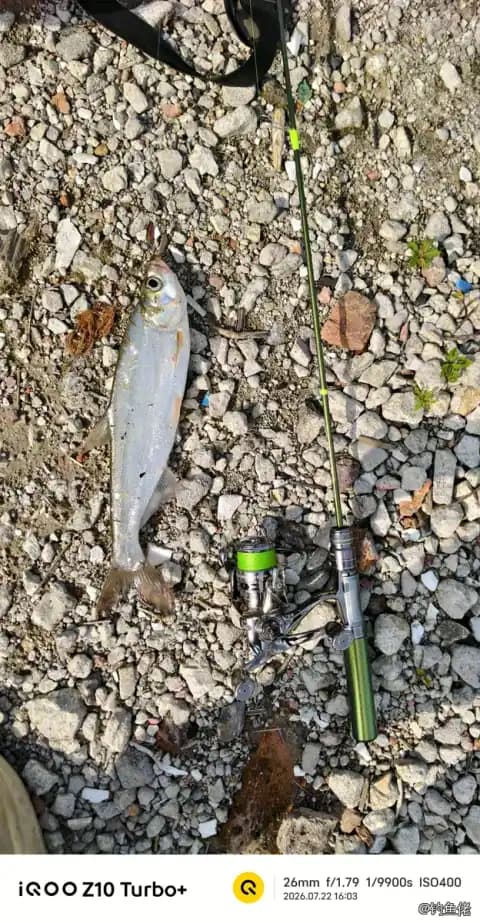 翘嘴鲌钓获 2kg