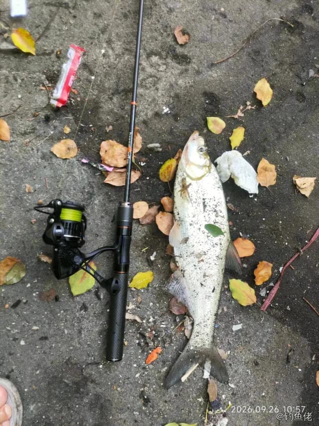 翘嘴鲌钓获 1.5kg