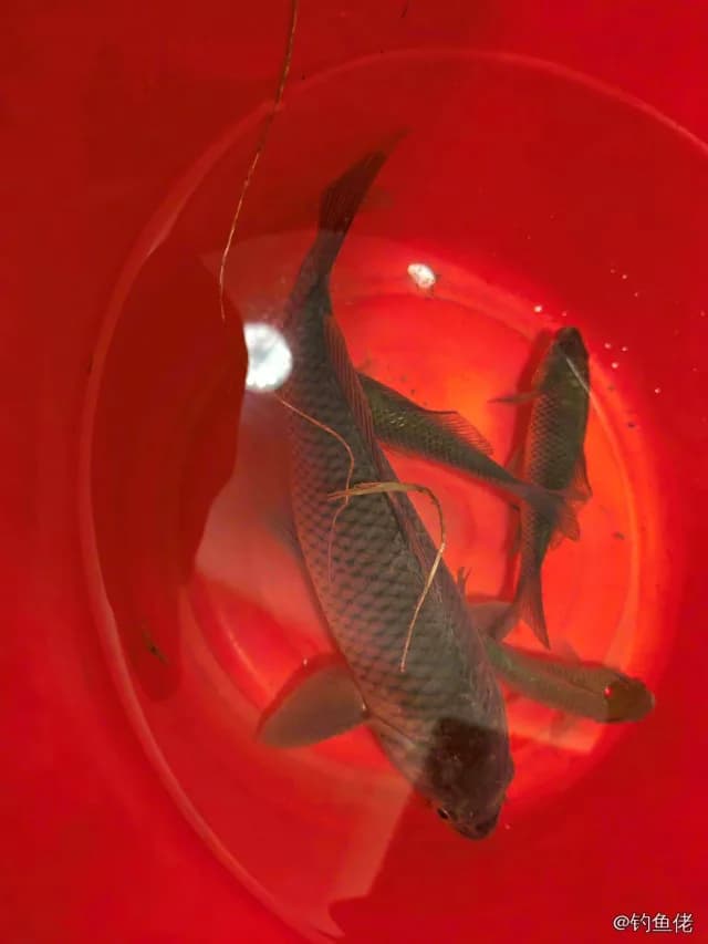 鲢鱼钓获 1kg