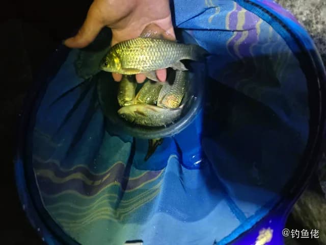 鲫鱼钓获 0.45kg