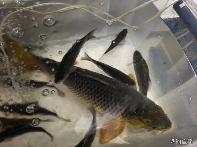 鲤鱼钓获 1.5kg