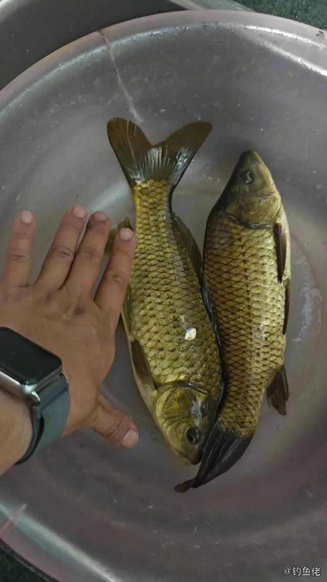鲫鱼钓获 0.9kg