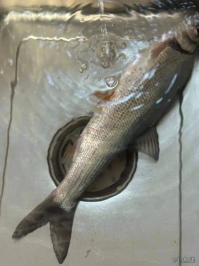 圆吻鲴钓获 2.4kg