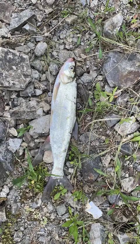 翘嘴鲌钓获 1kg