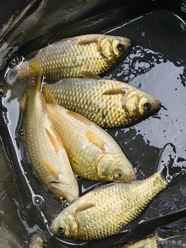鲫鱼钓获 0.45kg