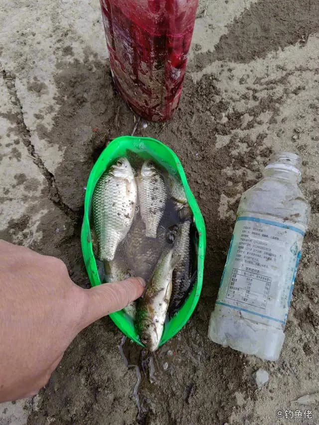 鲫鱼钓获 0.1kg