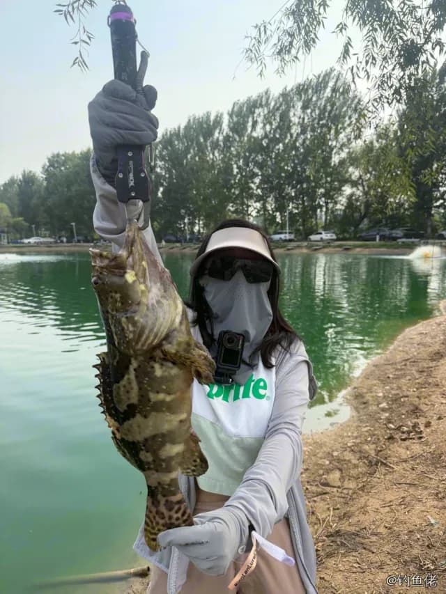 点带石斑鱼钓获 6kg