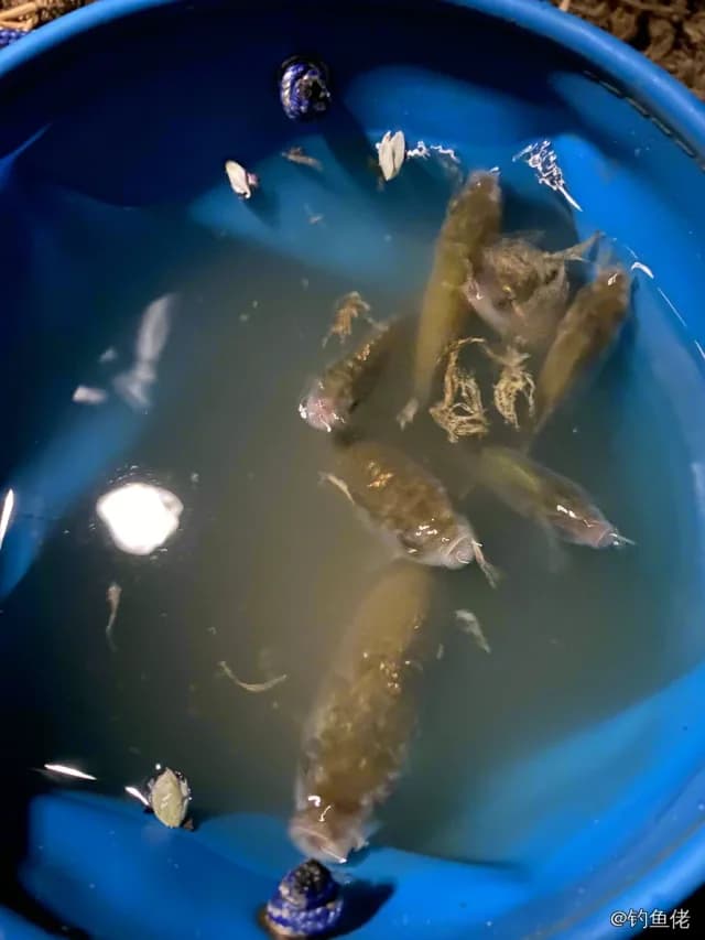 鲫鱼钓获 0.1kg
