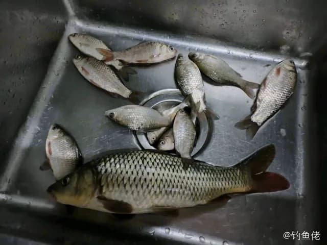 鲤鱼钓获 0.5kg