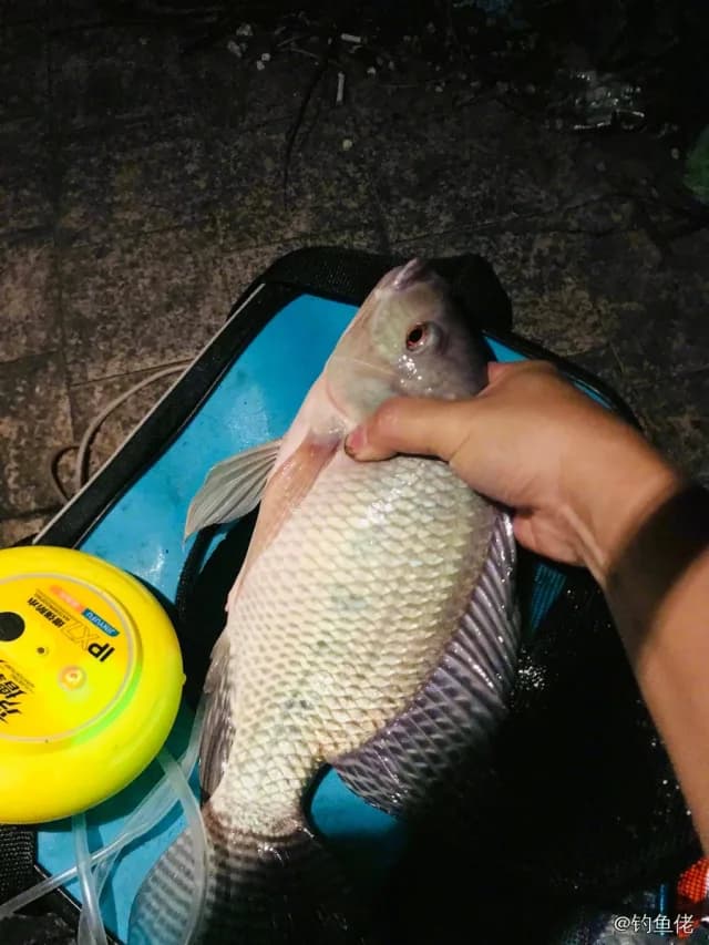 尼罗非鲫钓获 0.5kg