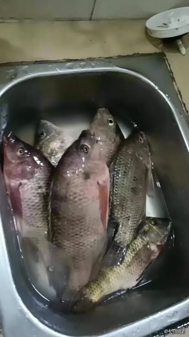 粉红副尼丽鱼钓获 1.6kg