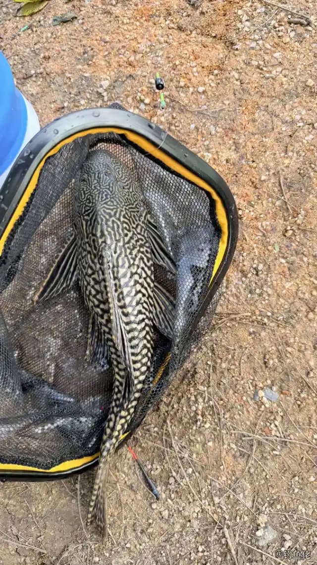 清道夫钓获 1.2kg