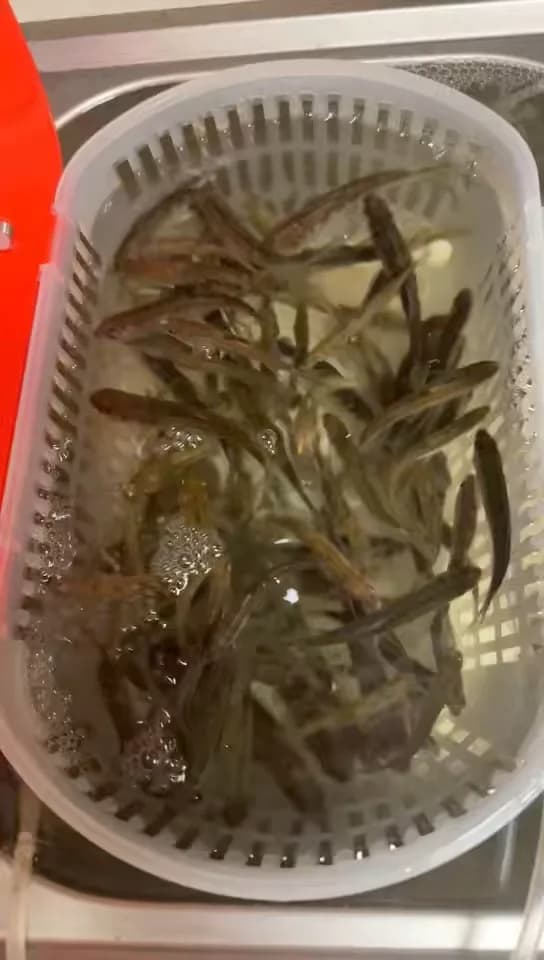 宽鳍鱲钓获 