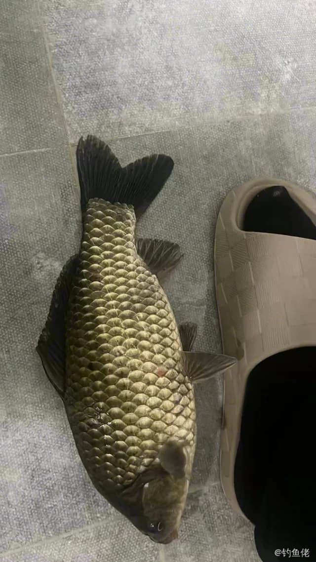 鲫鱼钓获 0.45kg