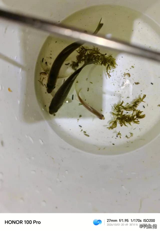 白条钓获 0.2kg