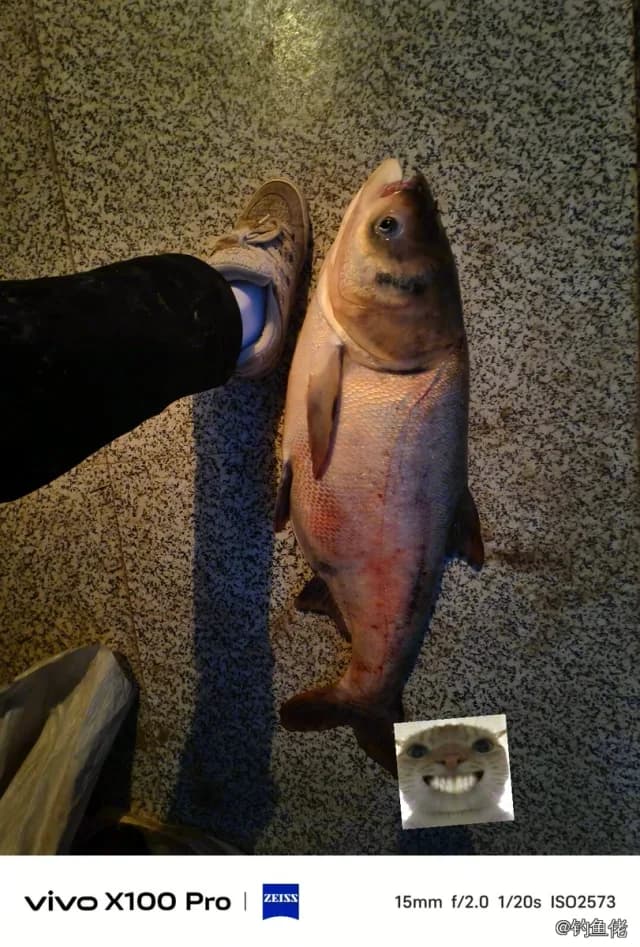 鳙鱼钓获 12.5kg